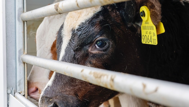 Die Kälber werden nicht geschlachtet, sondern gemästet.