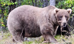 Braunbärin „Grazer“ ist nach den Triumphen von 2023 und 2024 auch heuer wieder eine heiße ...