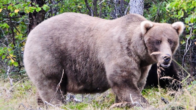 Braunbärin „Grazer“ ist nach den Triumphen von 2023 und 2024 auch heuer wieder eine heiße ...