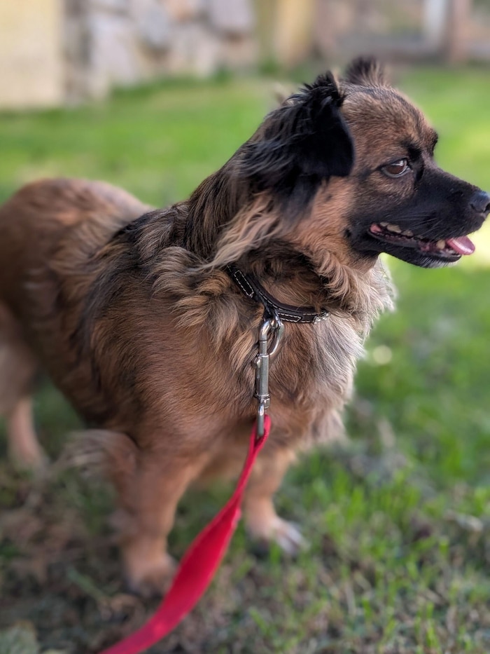 Hundefräulein in Graz gefunden