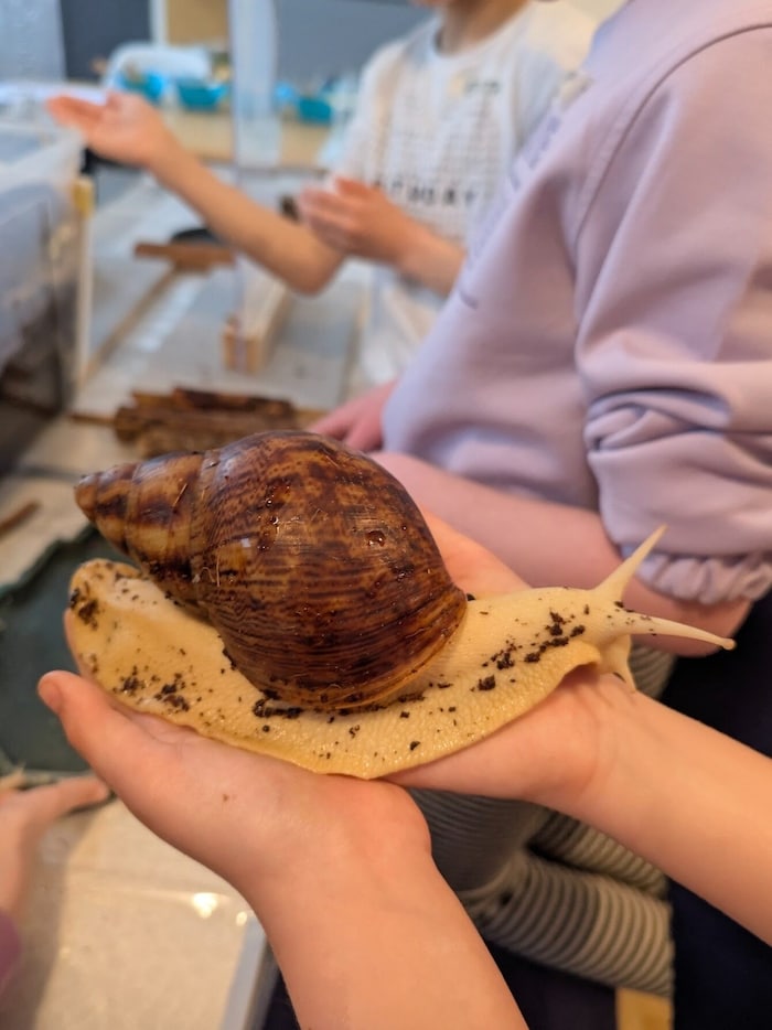 Schnecken können durch ihre Beschaffenheit und die langsamen Bewegungen Achtsamkeit und ...