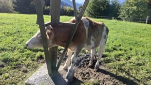 Der Feuerwehr bot sich ein skurriles Bild.