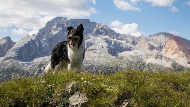 Bislang konnten Vierbeiner kostenlos mit in den Urlaub genommen werden. Künftig sollen sie wie ...