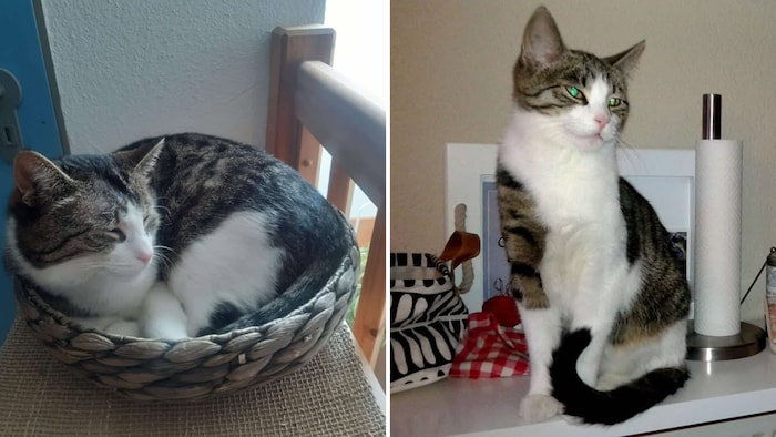 Der kleine „Elvis“.