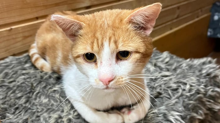 Wer vermisst das putzige Kerlchen?