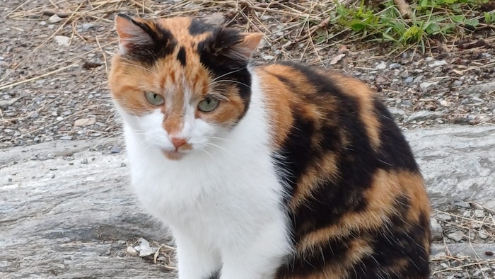 Das dreifarbige Findelkind.