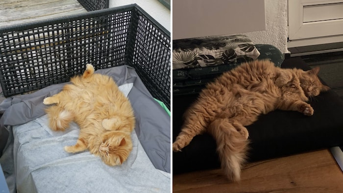 Das putzige Fellknäuel wird in Innsbruck gesucht.