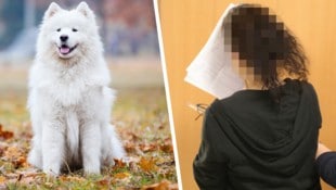 Ein Samojede (Symbolbild) sollte Wiener Pensionistin abgenommen werden. Die Frau wehrte sich ...