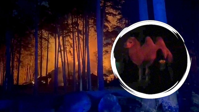 Der Brand konnte rasch unter Kontrolle gebracht werden – für einige Tiere kamen die Retter ...