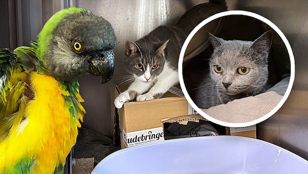 Ob die Katzen Boncuk und Luna oder Papagei Napoleon, sie alle suchen einen schönen Platz zum ...
