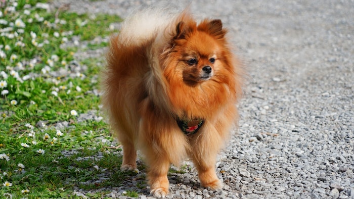 Zwergspitz (Symbolbild) starb in Wiener Hundezone.