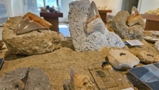 Scharfe Kante: Das sind eingie der Megadolon-Zähne, die die „Haifisch-Society“ in ...