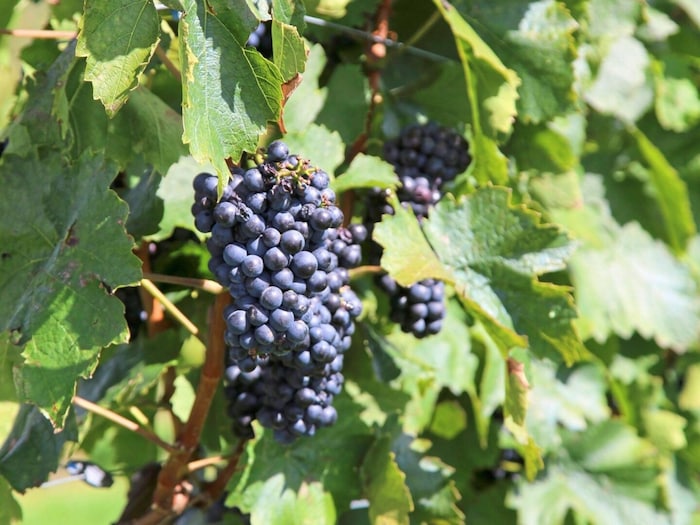 Die reifen Weintrauben auf dem Eisenberg sind bereit für die Lese.