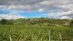 Der neue Drei-Weinberge-Rundweg führt durch eine bezaubernde Naturkulisse