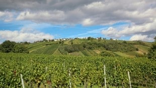 Der neue Drei-Weinberge-Rundweg führt durch eine bezaubernde Naturkulisse