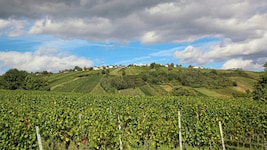 Der neue Drei-Weinberge-Rundweg führt durch eine bezaubernde Naturkulisse