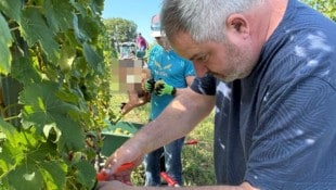 Helmut Preisinger bei der Lese im Weingarten.