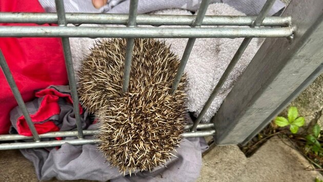 So fanden die Feuerwehrleute das Igelchen vor.