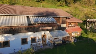 25 Samtpfoten leben derzeit im Katzenheim Schwaz, das nun vor dem Verkauf steht.