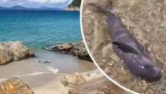 Zwischen Felsen war ein junger Meeressäuger in seichtem Wasser gestrandet.