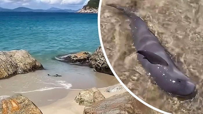 Zwischen Felsen war ein junger Meeressäuger in seichtem Wasser gestrandet.