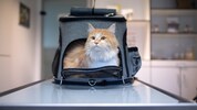 Nächste Woche wird in der Wiener „Katzenpraxis“ eine hochmoderne Radio-Jod-Station eröffnet. 