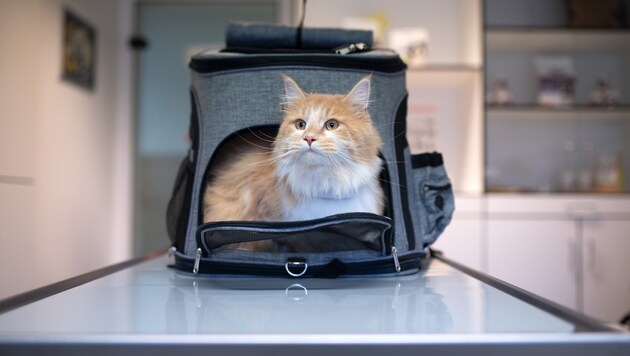 Nächste Woche wird in der Wiener „Katzenpraxis“ eine hochmoderne Radio-Jod-Station eröffnet.