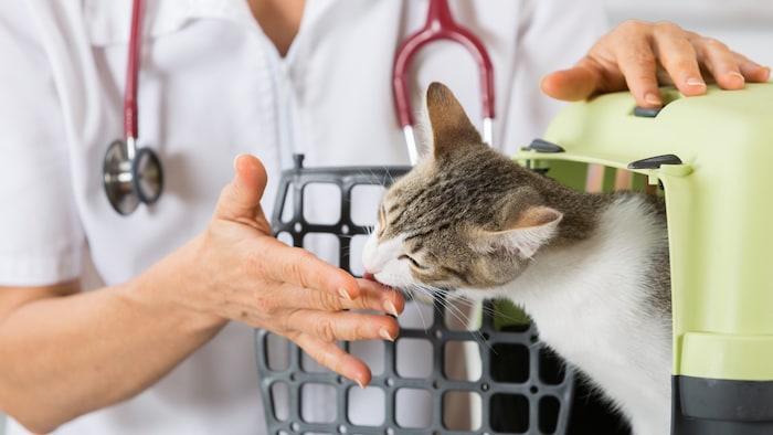 Für Katzen sind beim Tierarzt ruhige Atmosphäre, sanftes Handling und möglichst wenig Stress ...