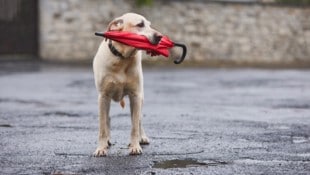 In ganz Österreich müssen sich die Menschen nächste Woche auf wechselhaftes Wetter einstellen. ...