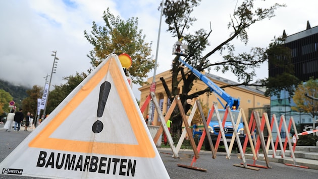 Am Donnerstagvormittag wurde die Blutbuche Ast für Ast abgetragen und gefällt.