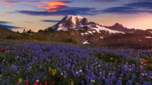 Bilder, in denen man sich verlieren kann: Tierfotos voller Emotion und Wildheit, dazu brillante ...