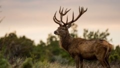 Mit bloßen Händen tötete der Finne (29) einen Hirsch in einem Gehege im nördlichen ...