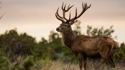 Mit bloßen Händen tötete der Finne (29) einen Hirsch in einem Gehege im nördlichen ...