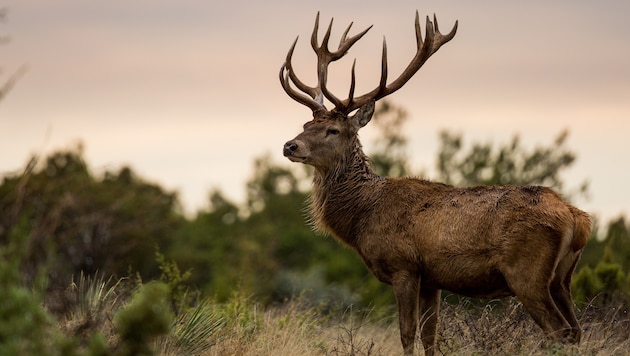 Mit bloßen Händen tötete der Finne (29) einen Hirsch in einem Gehege im nördlichen ...