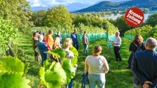 Auf der Ried Seewiese werden auf 6500 Quadratmetern Riesling, Chardonnay, Weißburgunder, ...