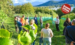 Auf der Ried Seewiese werden auf 6500 Quadratmetern Riesling, Chardonnay, Weißburgunder, ...