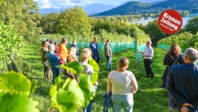 Auf der Ried Seewiese werden auf 6500 Quadratmetern Riesling, Chardonnay, Weißburgunder, ...