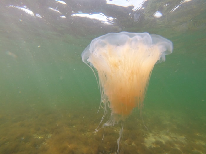 Qualle in der Ostsee