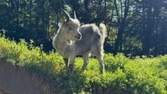 „Merlo“ lebt seit einer Woche im Alpenzoo.