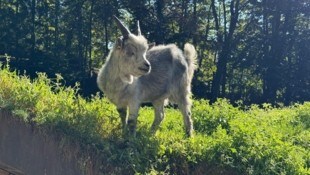 „Merlo“ lebt seit einer Woche im Alpenzoo.