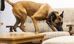 Die Datenspürhunde sollen digitale Beweismittel wie Laptops, Handys, Tablets oder Speichersticks ...