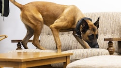 Die Datenspürhunde sollen digitale Beweismittel wie Laptops, Handys, Tablets oder Speichersticks ...