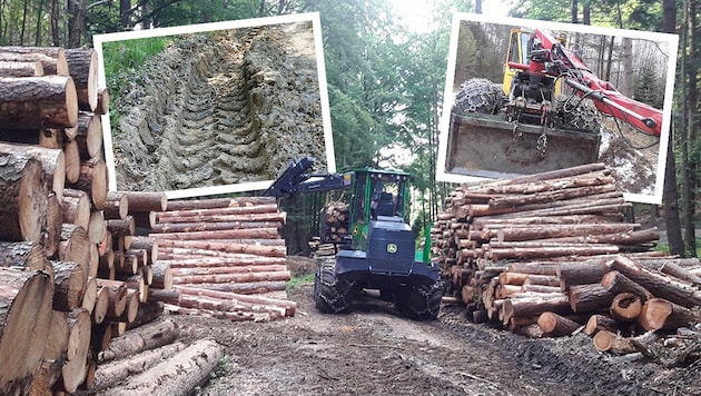 Verblüffte Wanderer stoßen im „Biosphärenpark Wienerwald“ auf Anblicke wie diese. Das bringt ...