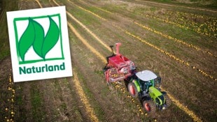 Aktuell läuft auch die Kürbisernte im Land auf Hochtouren. Die Umtriebe bei Naturland sorgen ...