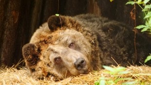 Ein Foto aus glücklichen Tagen. Drei schöne Jahre durfte Bär „Mark“ im Bärenwald Arbesbach ...