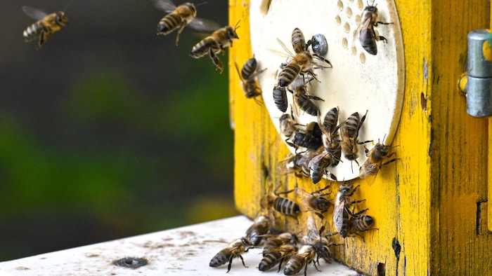 Aktuell verziehen sich die Bienen vermehrt in ihren Stock, denn so langsam wird es kälter.