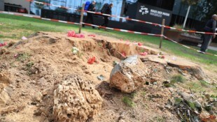 Von der Blutbuche ist nur noch der Wurzelstock übrig. 