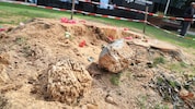 Von der Blutbuche ist nur noch der Wurzelstock übrig. 