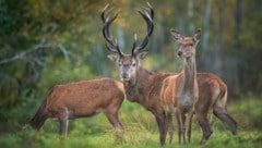 Die Hirsche haben ihre Paarungszeit zwischen September und Oktober.