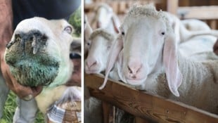 Bei infizierten Schafen färben sich Maul und Zunge oft blau, wobei die Symptome ganz ...